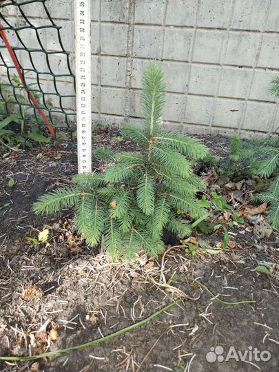 Саженцы ель голубая