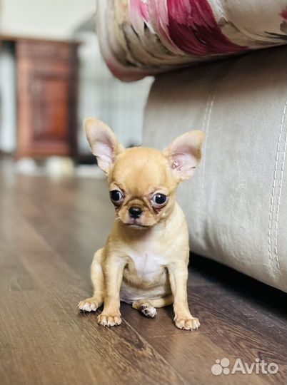 Чихуахуа девочка