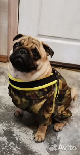 Мопс вязка мальчик