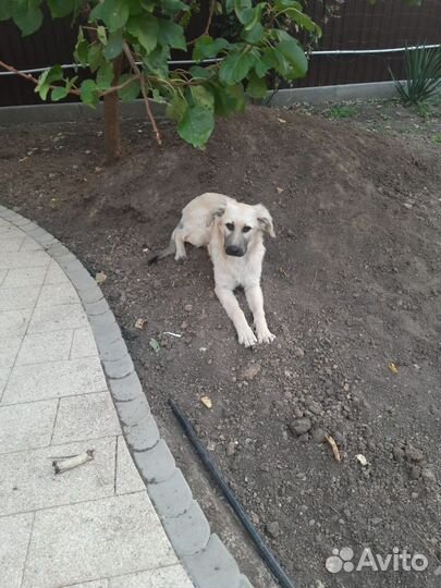 Собака в добрые руки