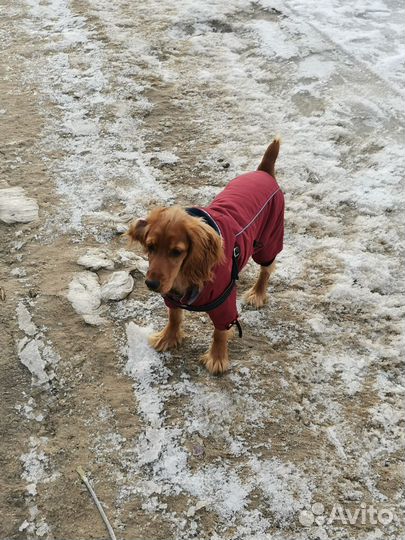 Комбинезон для средней собаки