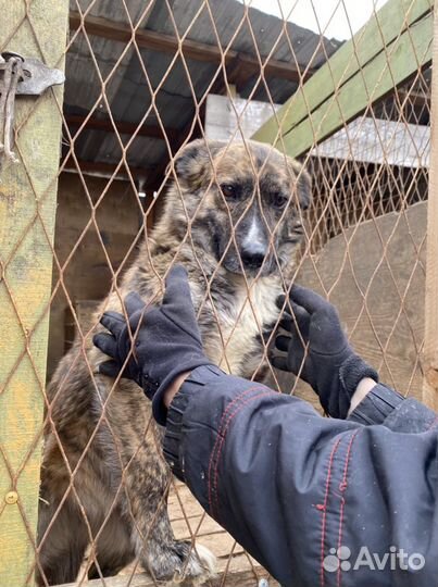 Отдам бесплатно собаку в добрые руки