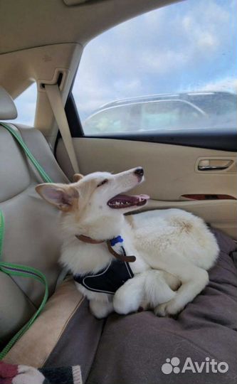 Собака в добрые руки