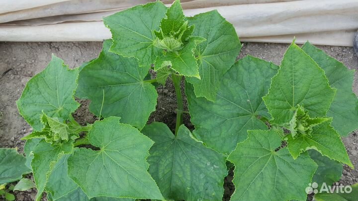 Рассада овощных культур