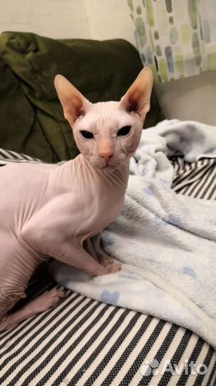 Вязка донской сфинкс