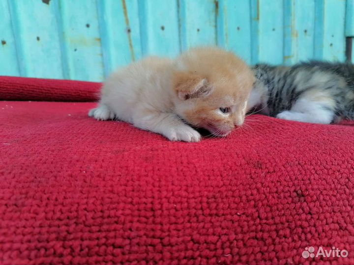 Котята в добрые руки