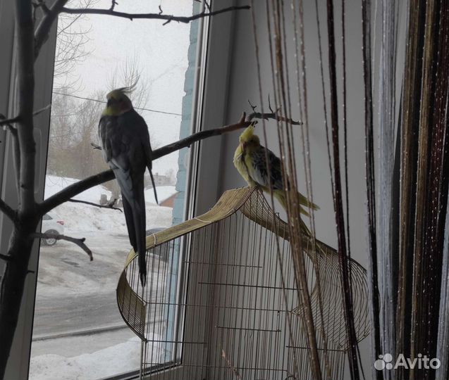 Попугай корелла