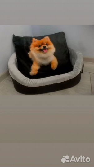 Лежаки для кошек и собак