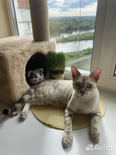 Бенгальский кот вязка