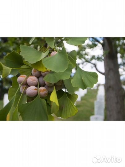 Гинкго билоба саженцы
