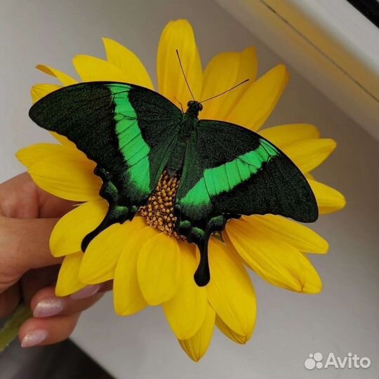 Ферма живых бабочек для детей