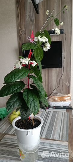 Клеродендрум