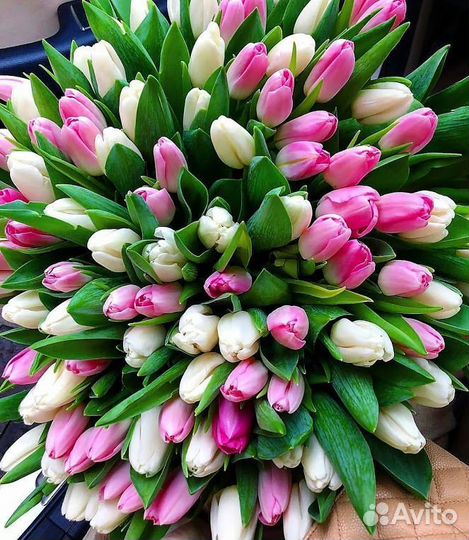 Тюльпаны оптом