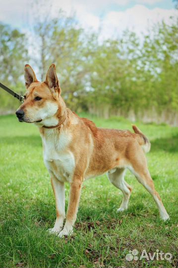 Потерявшийся пес ищет новую семью