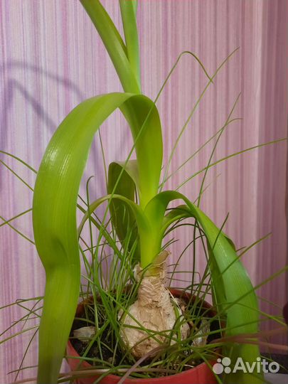 Индийский лук (птицемлечник)