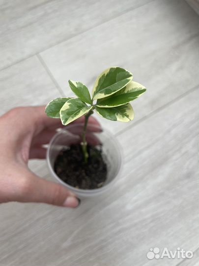 Каламондин вариегатный