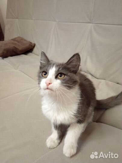 Котик в добрые руки