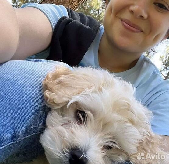 Крем мальтипу Тиночка