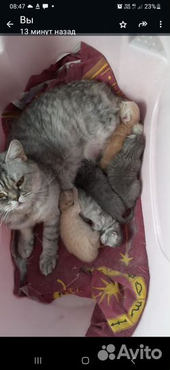 Кошка
