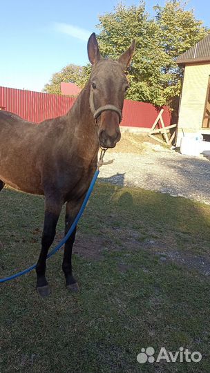 Англо рысак