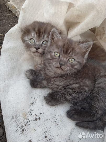 Котята в добрые руки бесплатно