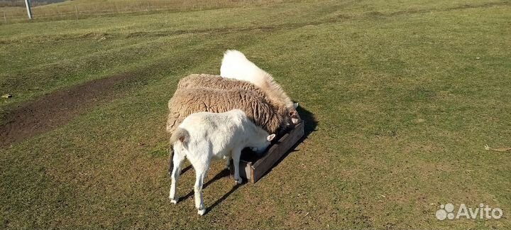 Продажа коз и баранов