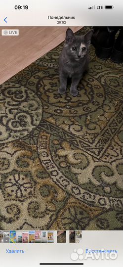 Отдам в добрые руки