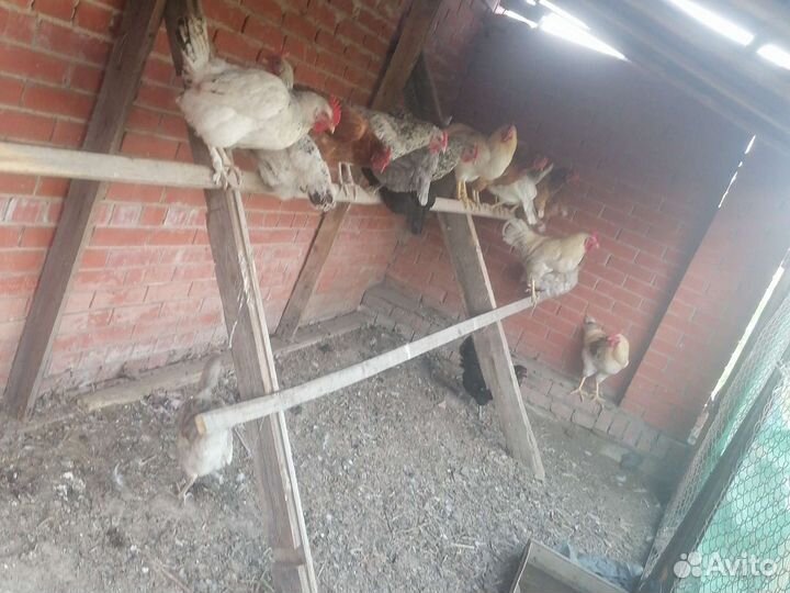 Куры петухи