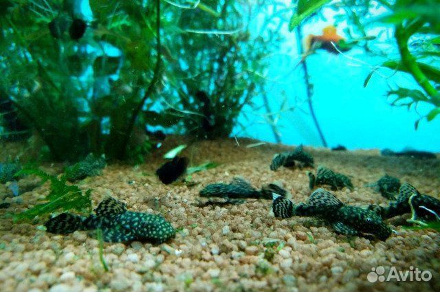 Сом анциструс