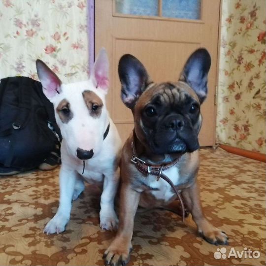 Гостиница для животных