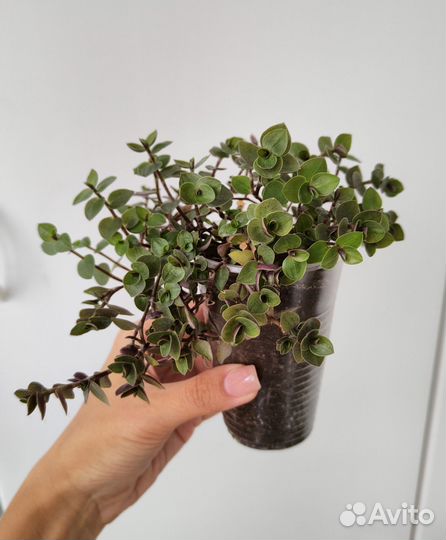 Комнатные растения и цветы #2