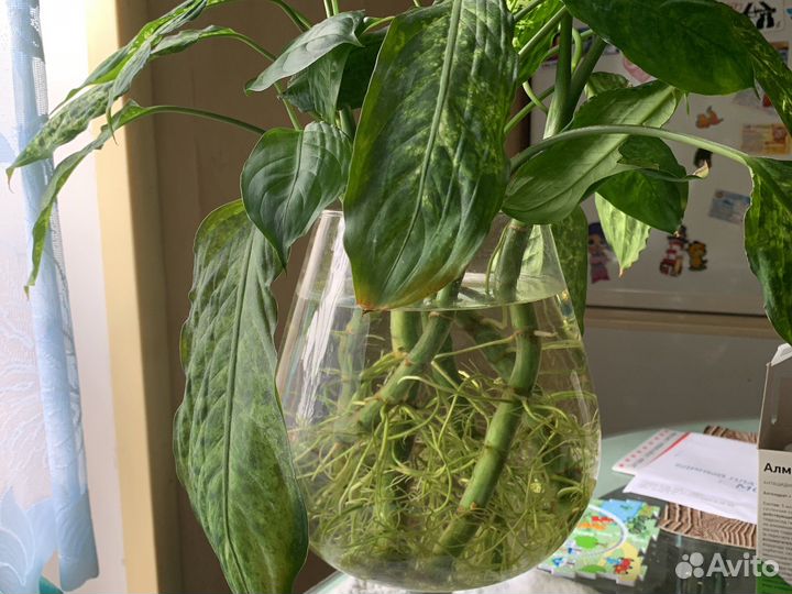 Диффенбахия