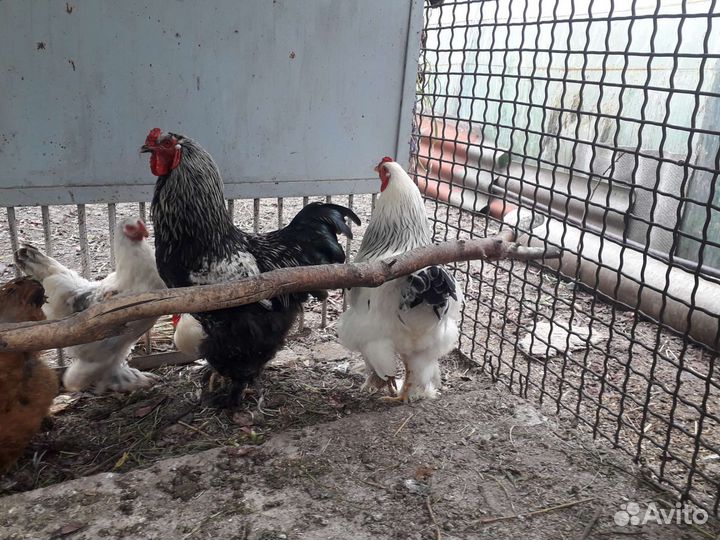 Петух Брама