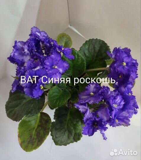 Фиалки сортовые