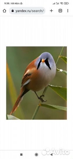 Певчие птицы