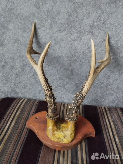 Рога косули