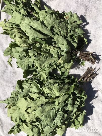 Веники дуб, берёза