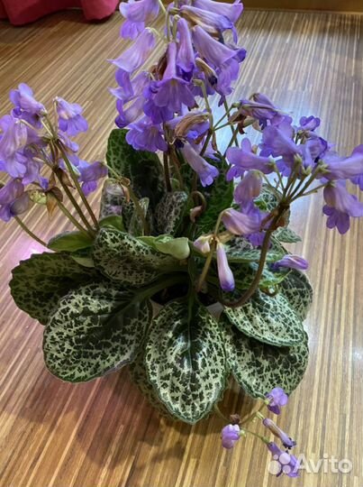 Стрептокарпус turtle