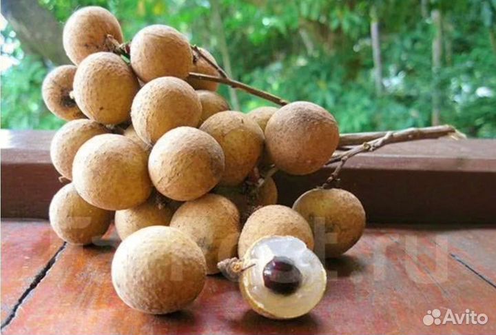 Лонган сеянец