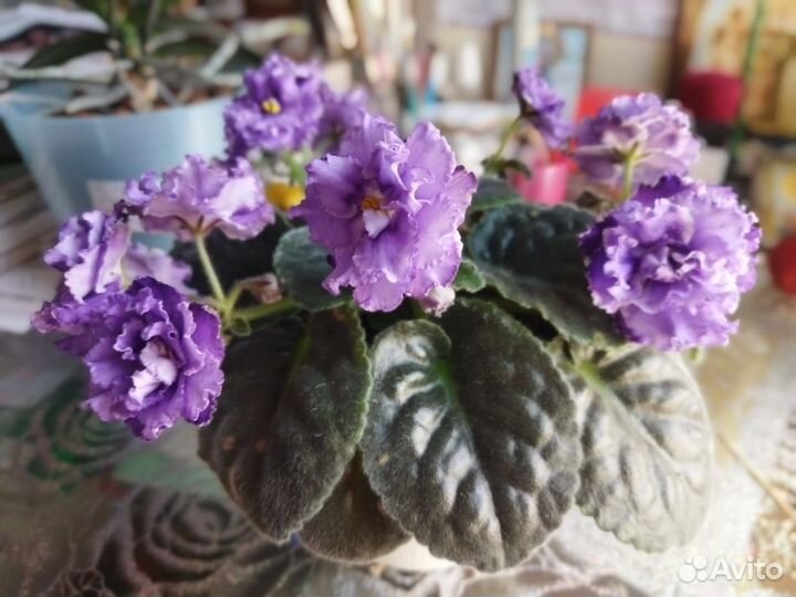 Фиалка нк - Лилон - Лила