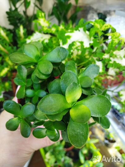 Крассулы вар. Минор и др