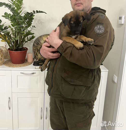 Щенок Малинуа