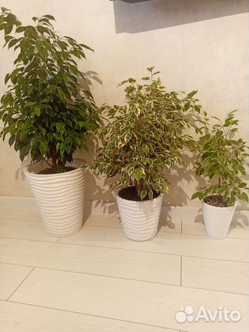 Бенджамина ростки