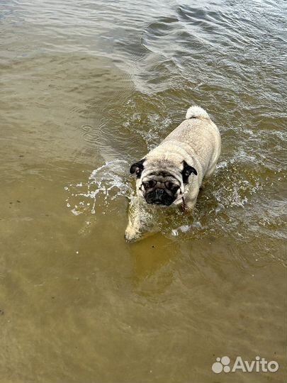 Вязка мопс кобель 4 года ищет суку для вязки