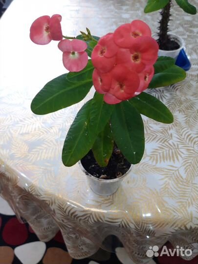 Терновый венец Молочай Миля