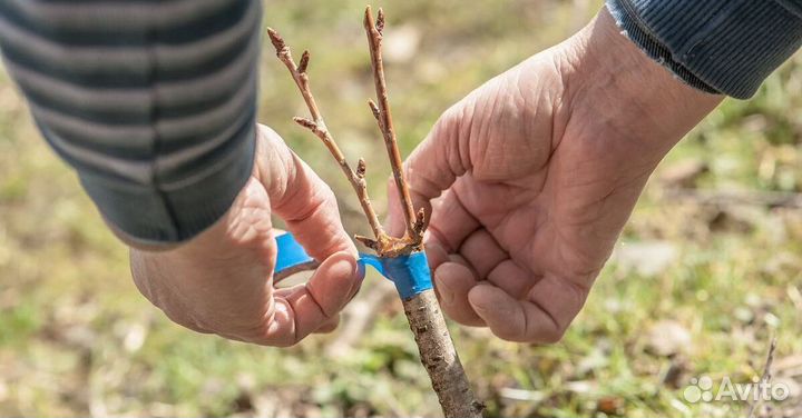 Обмен черенков для прививки для сада