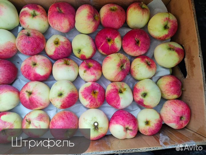 Яблоки оптом