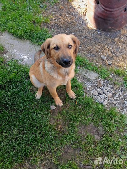 Отдам в добрые руки