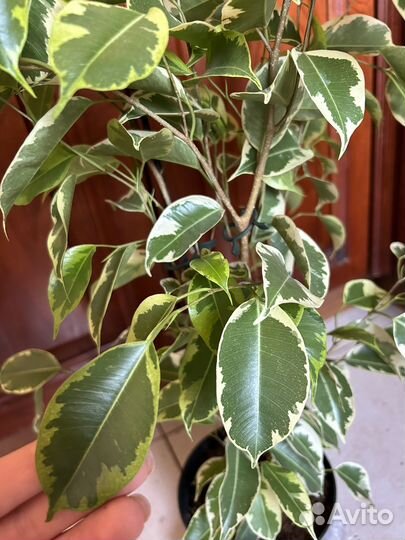 Фикус бенджамина Саманта
