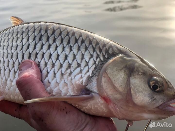 Свежая рыба судак